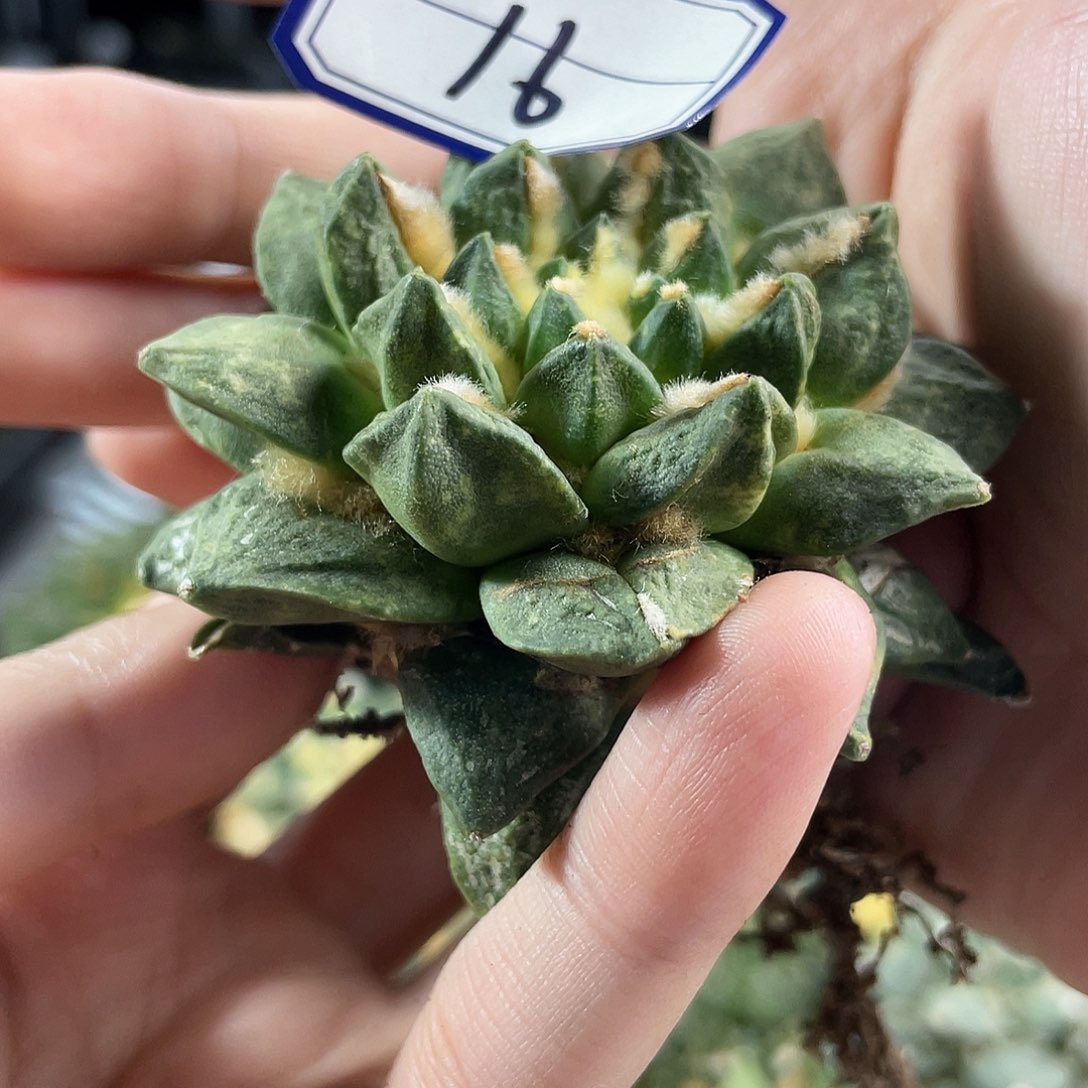 16号自根莲花牡丹超好看