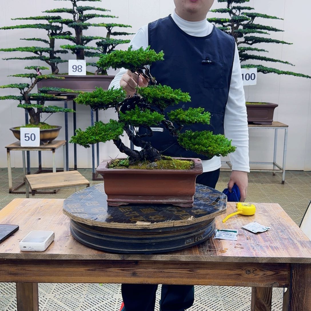 无花朵柏树造型盆景