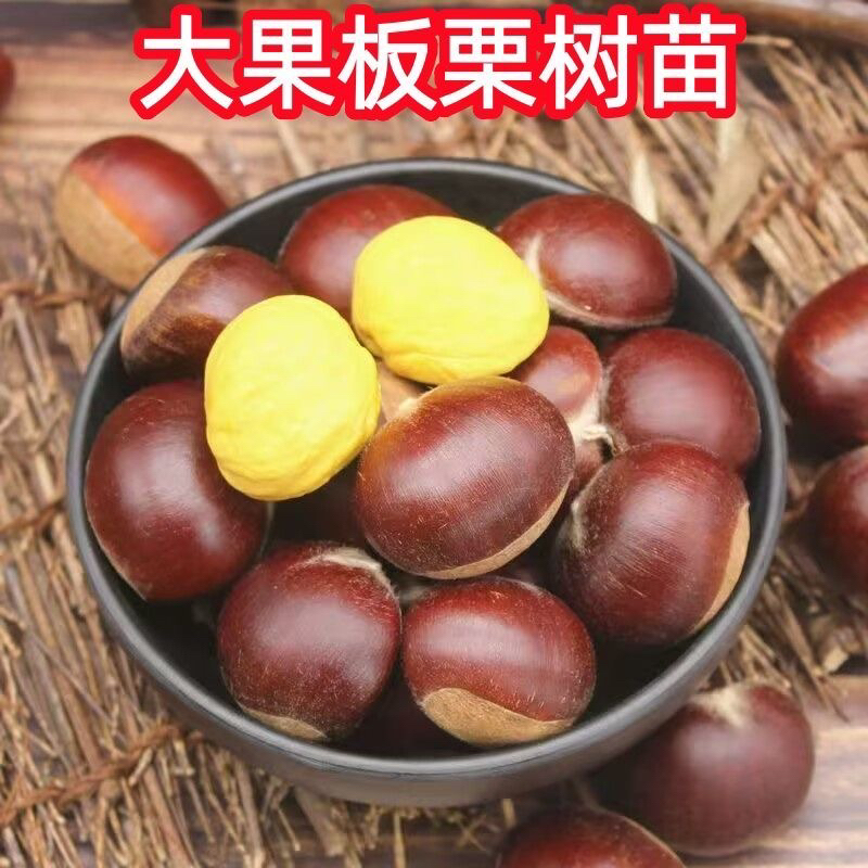 板栗苗 大红袍板栗苗 嫁接裸根苗