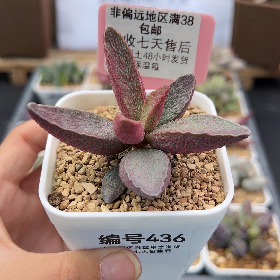 436粉红小猪多肉