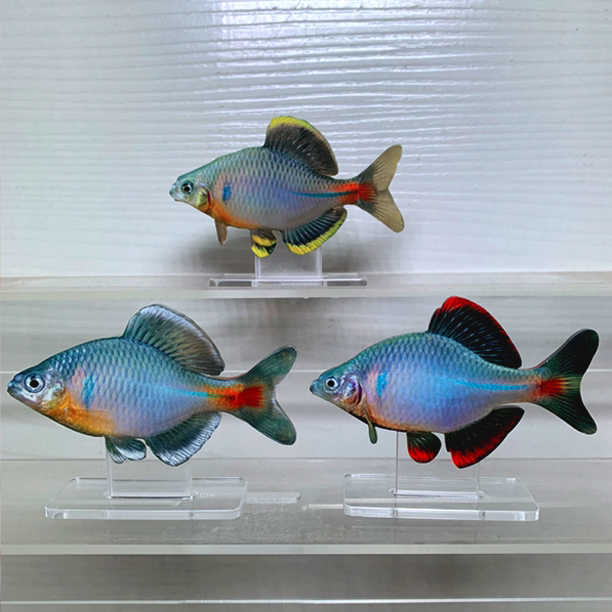 金边红边白边鳑鲏原生鱼亚克力模型摆件 江西红边白边黄边鳑鲏