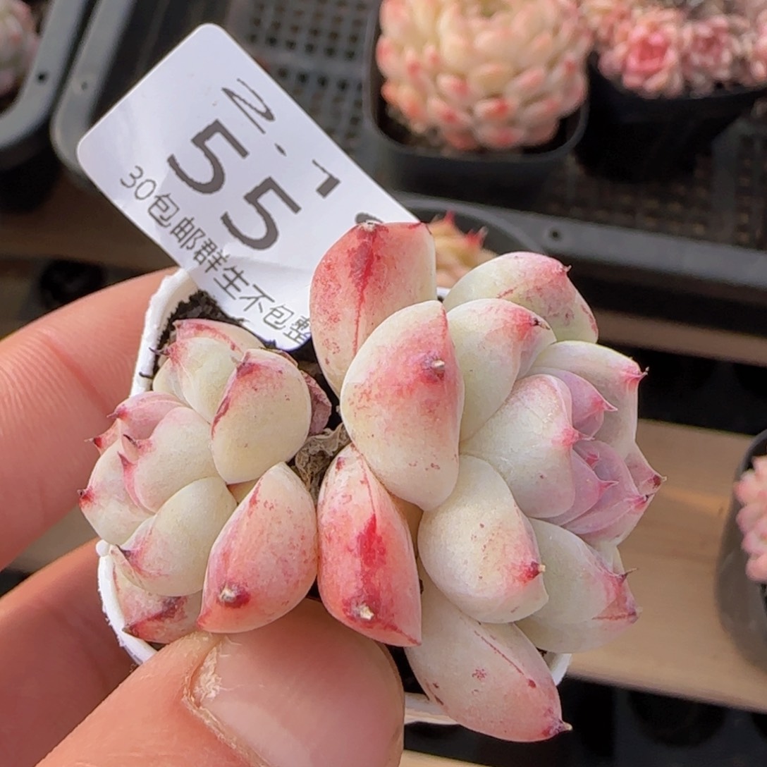 白底边线如梦令双头