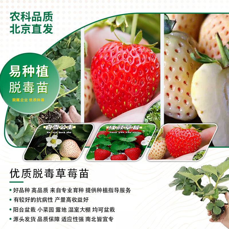 【北京农科院草莓苗】红颜草莓种苗阳台草莓苗盆栽二代脱毒母苗