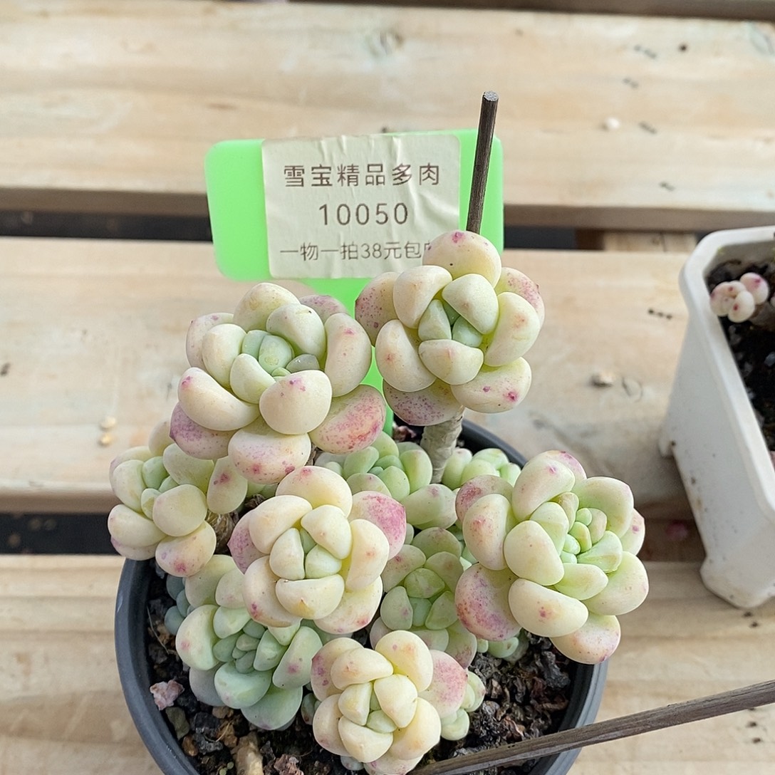 10050奥米我小雨阿伦小雨