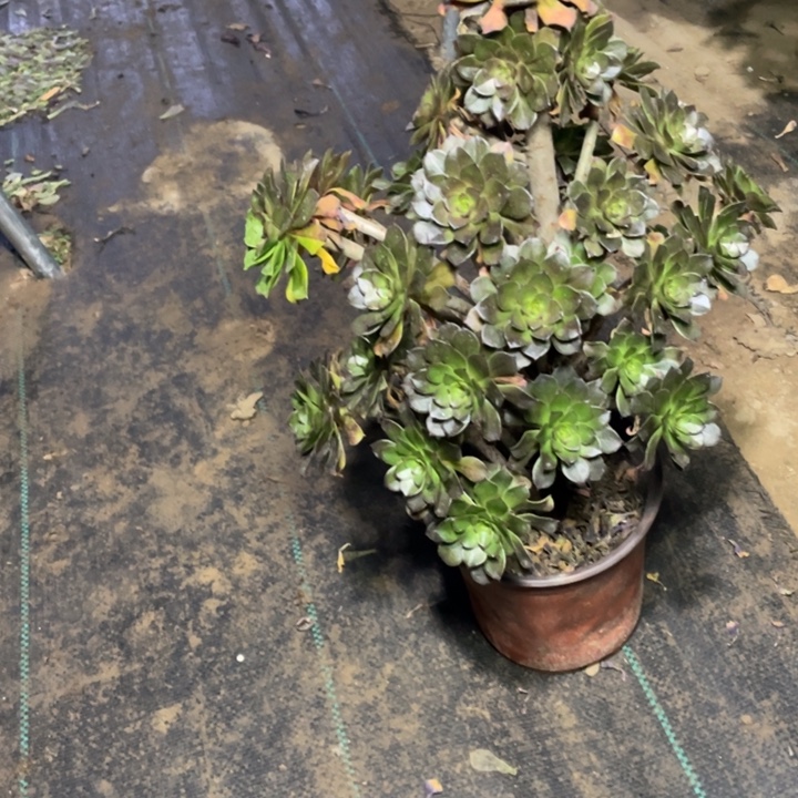 29灰法师多肉植物多肉