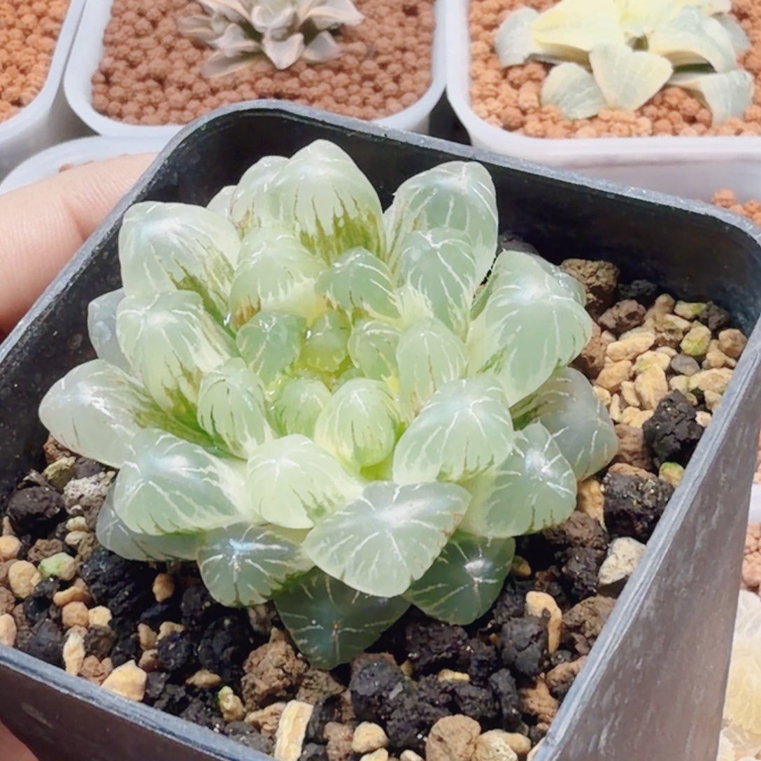 十二卷实生冰灯福利