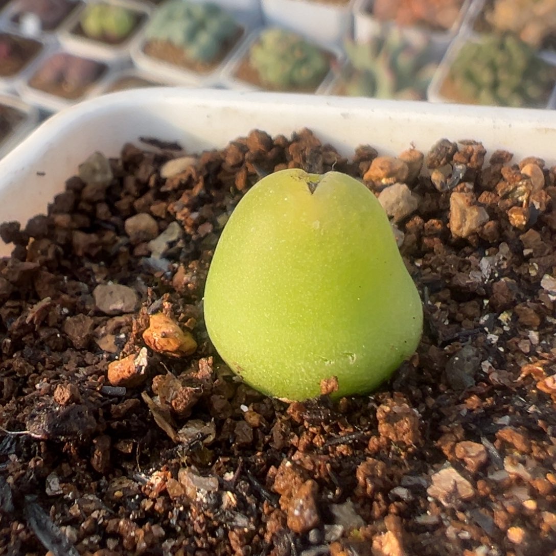 22多肉植物百科大葫芦