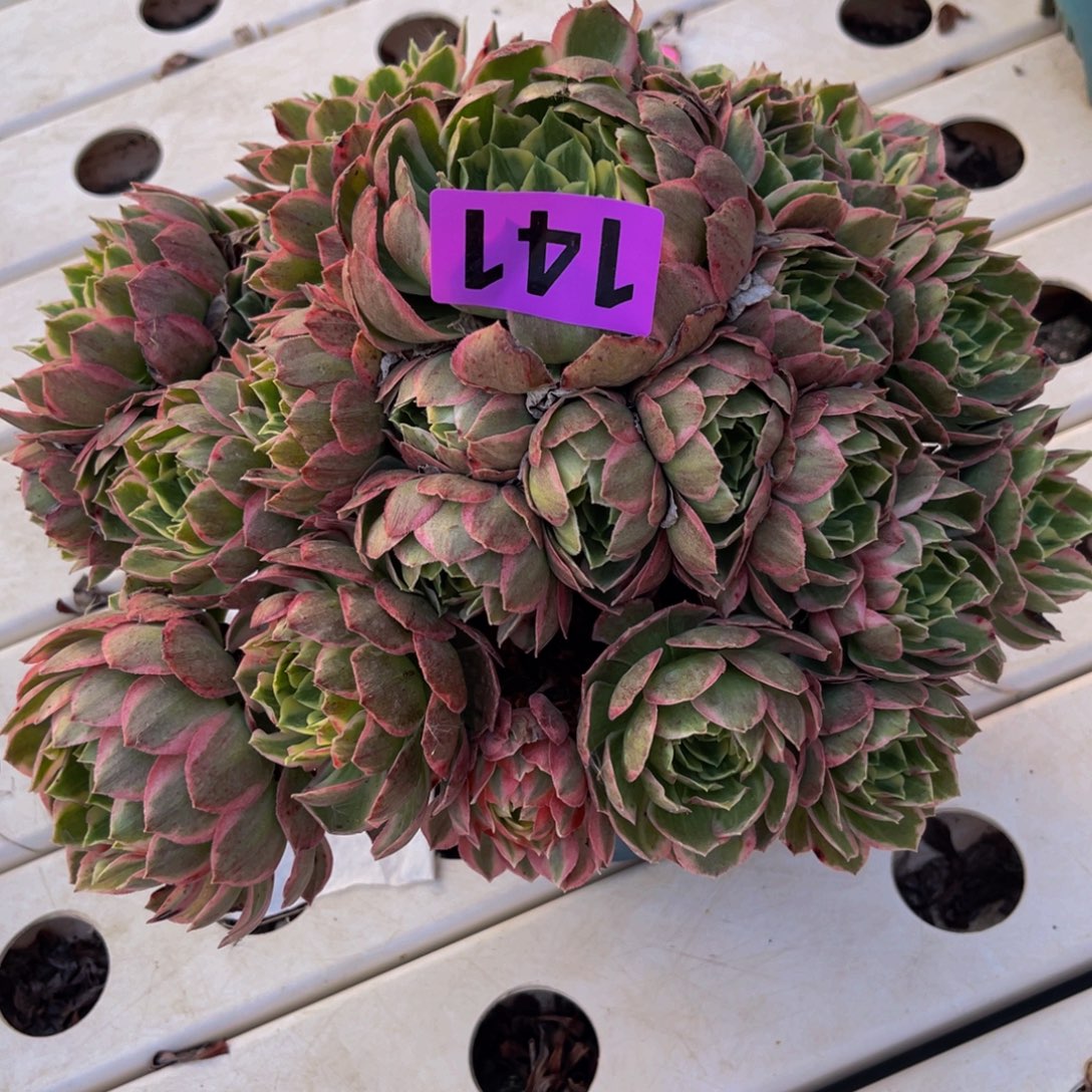 水蜜桃法师7////-17包邮