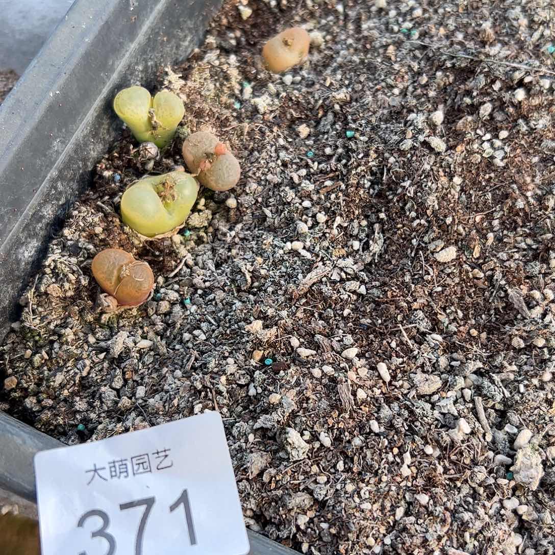 清框脱土发默认有瑕371