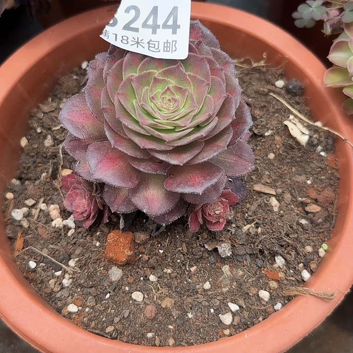 多肉法师淘宝福利