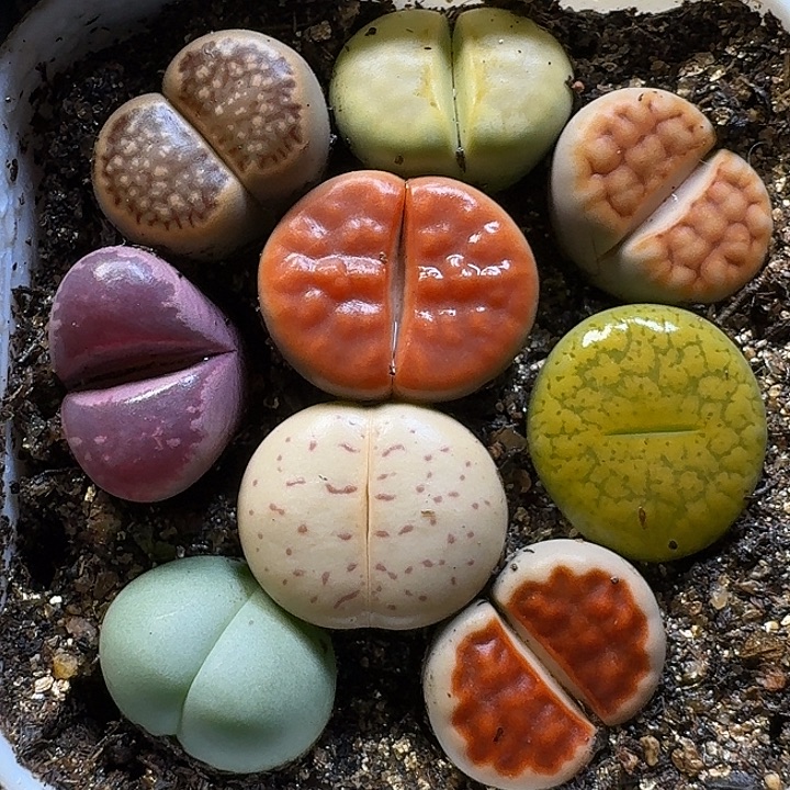 生石花1111111。    160