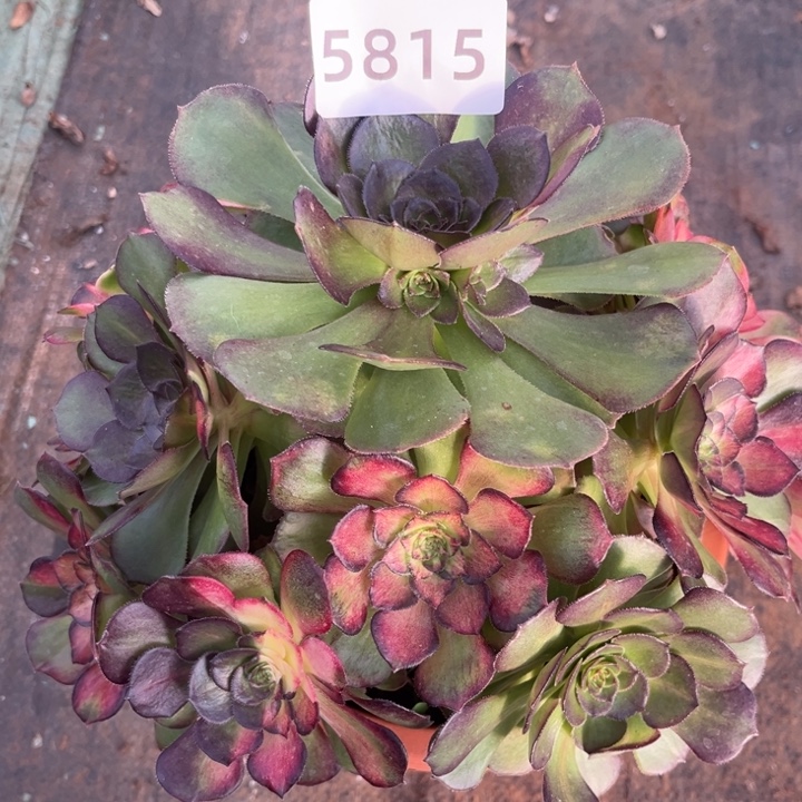 海王七彩多肉发货