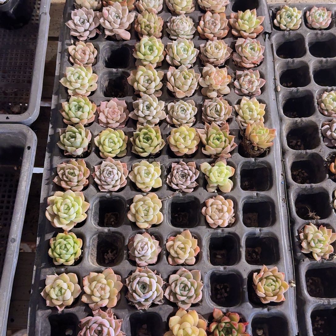 直播福利一物一拍334