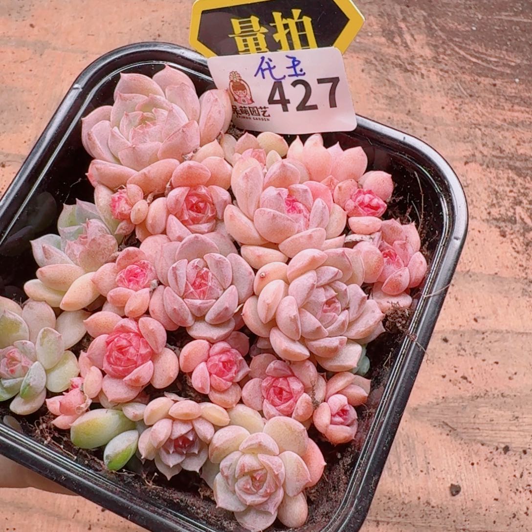 多肉植物多肉植物