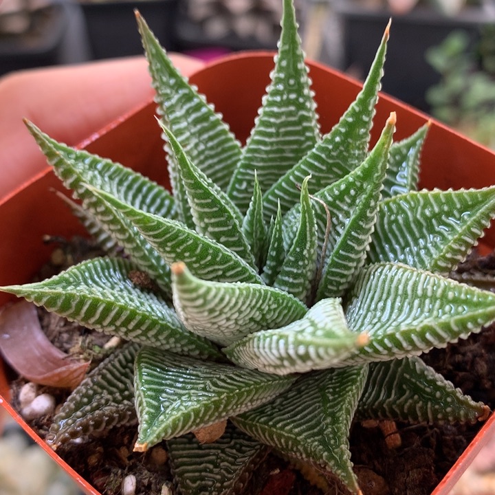 白马硬叶带盆土发货