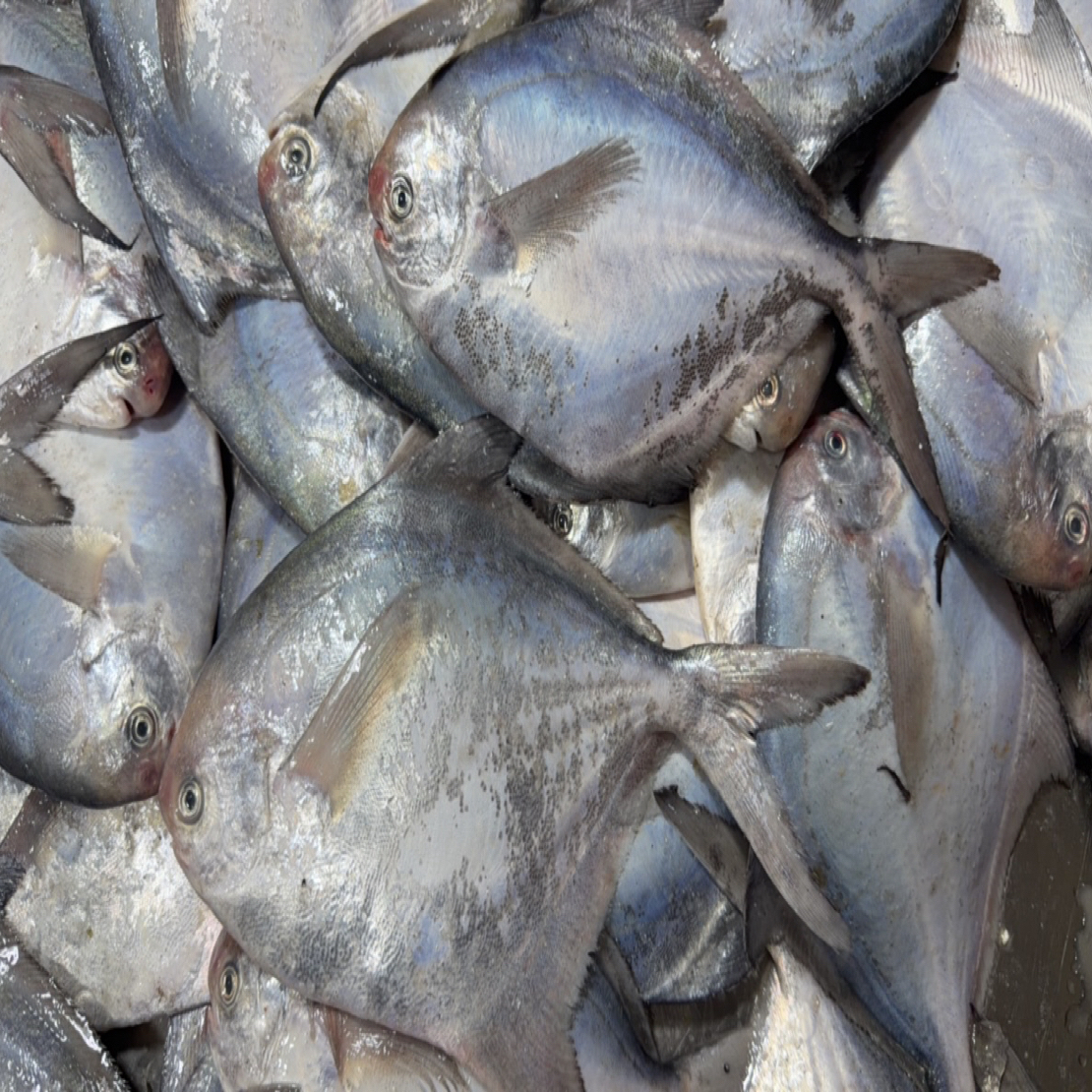 大连野生银鲳鱼6两-8两 1斤