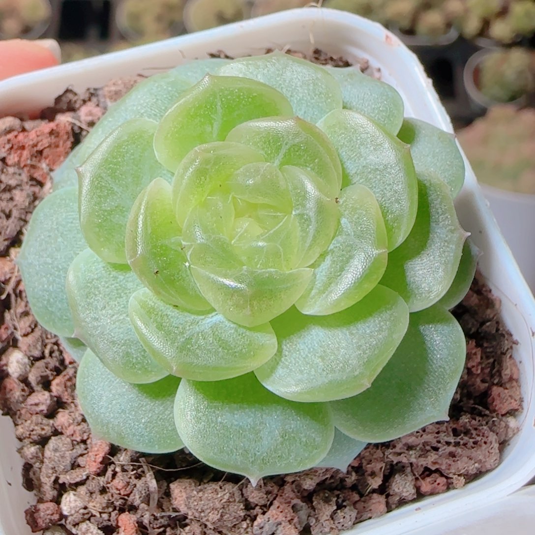 花语逸镜1111-405无尽灯