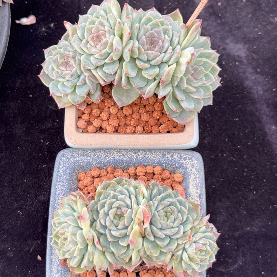  新年快乐新年快乐