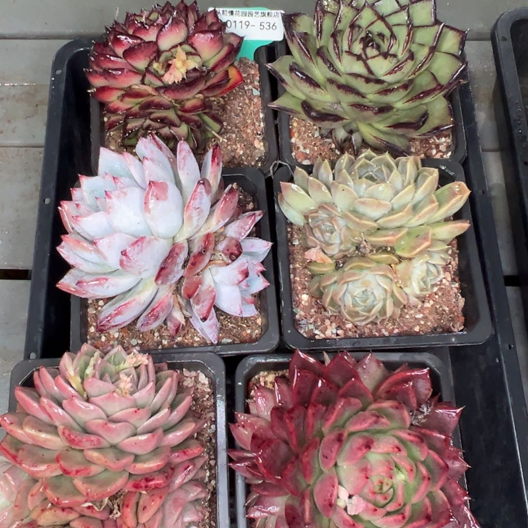 多肉精选编号0119.536