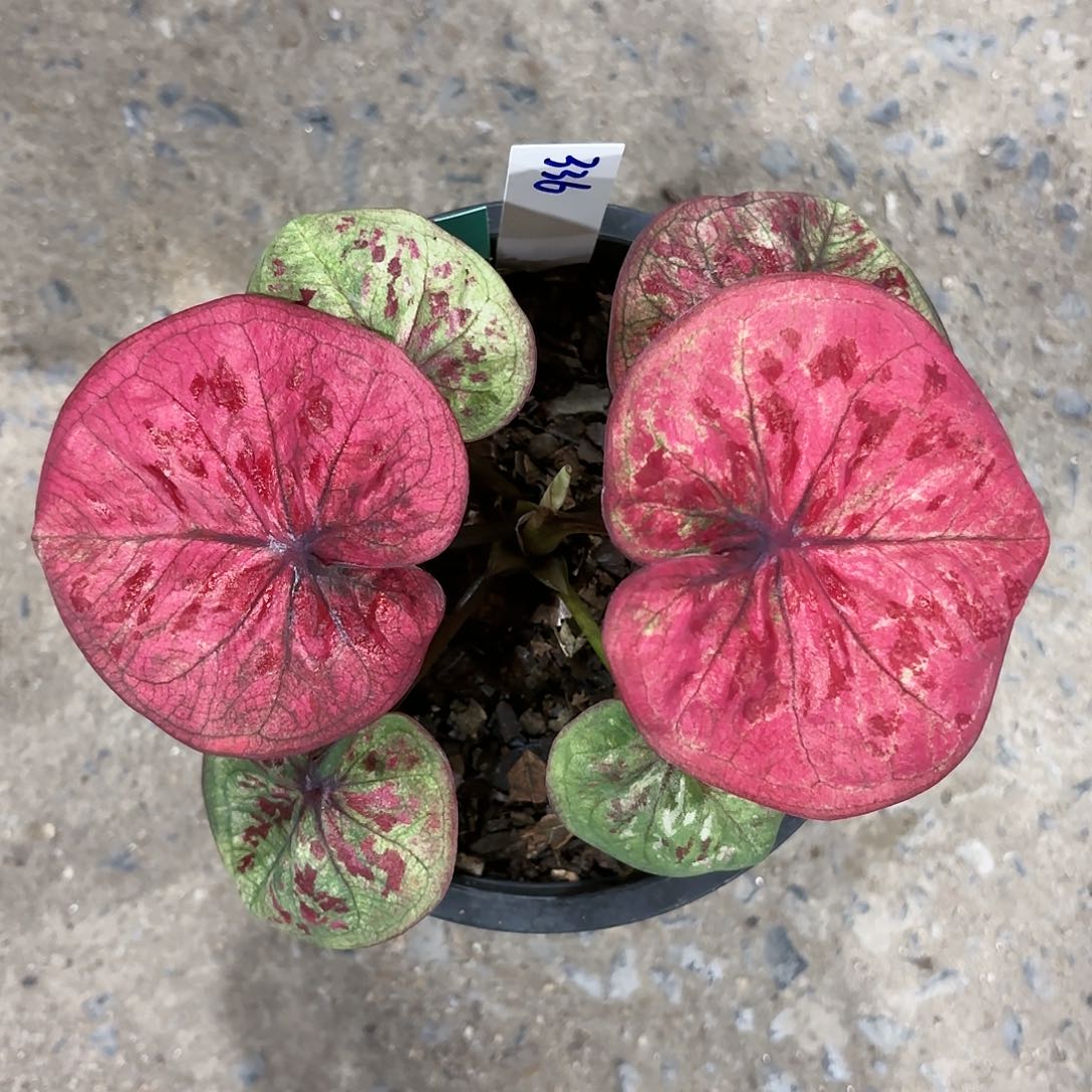 一****钰336-0116red linda彩叶芋泰国发货