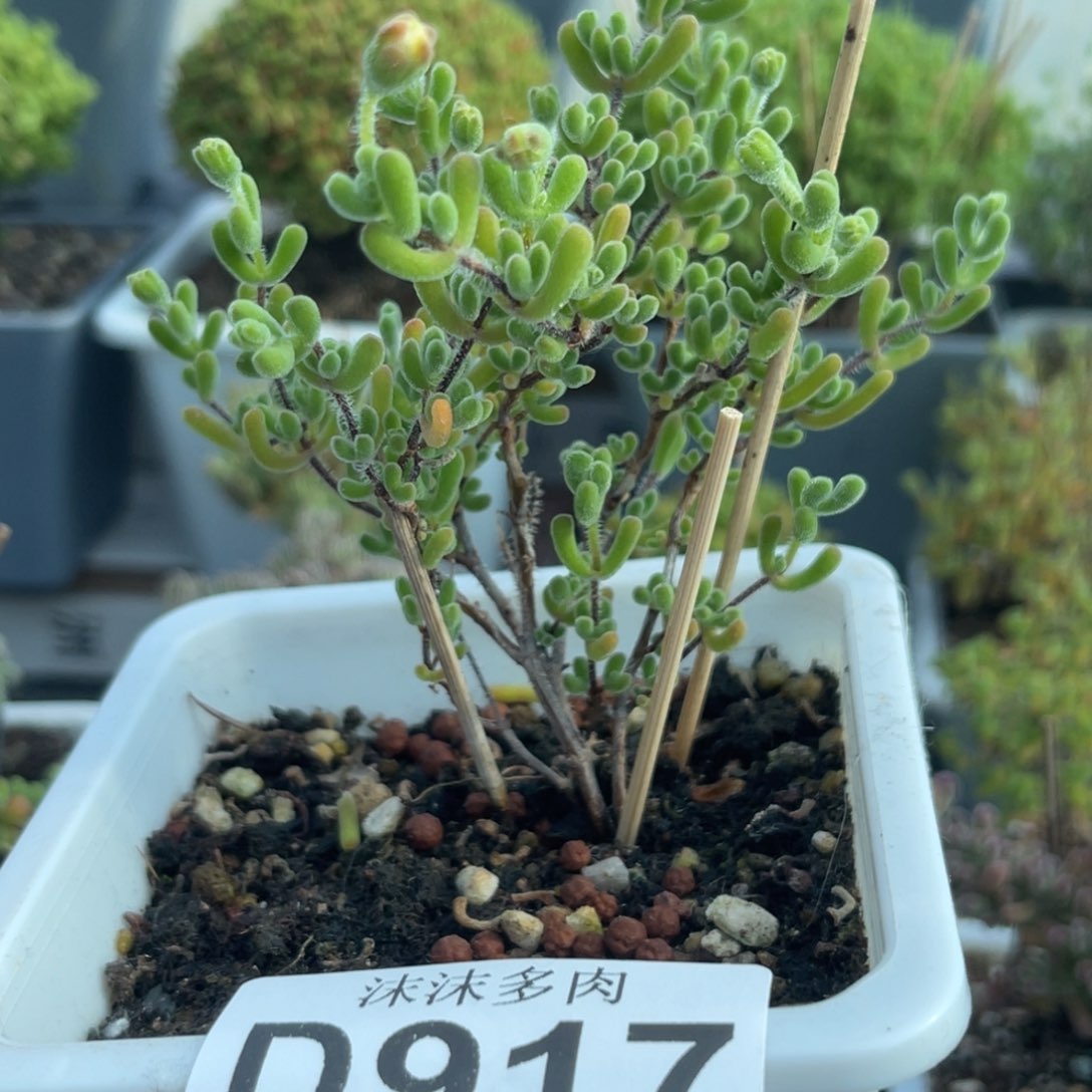 917大的小星星枝干
