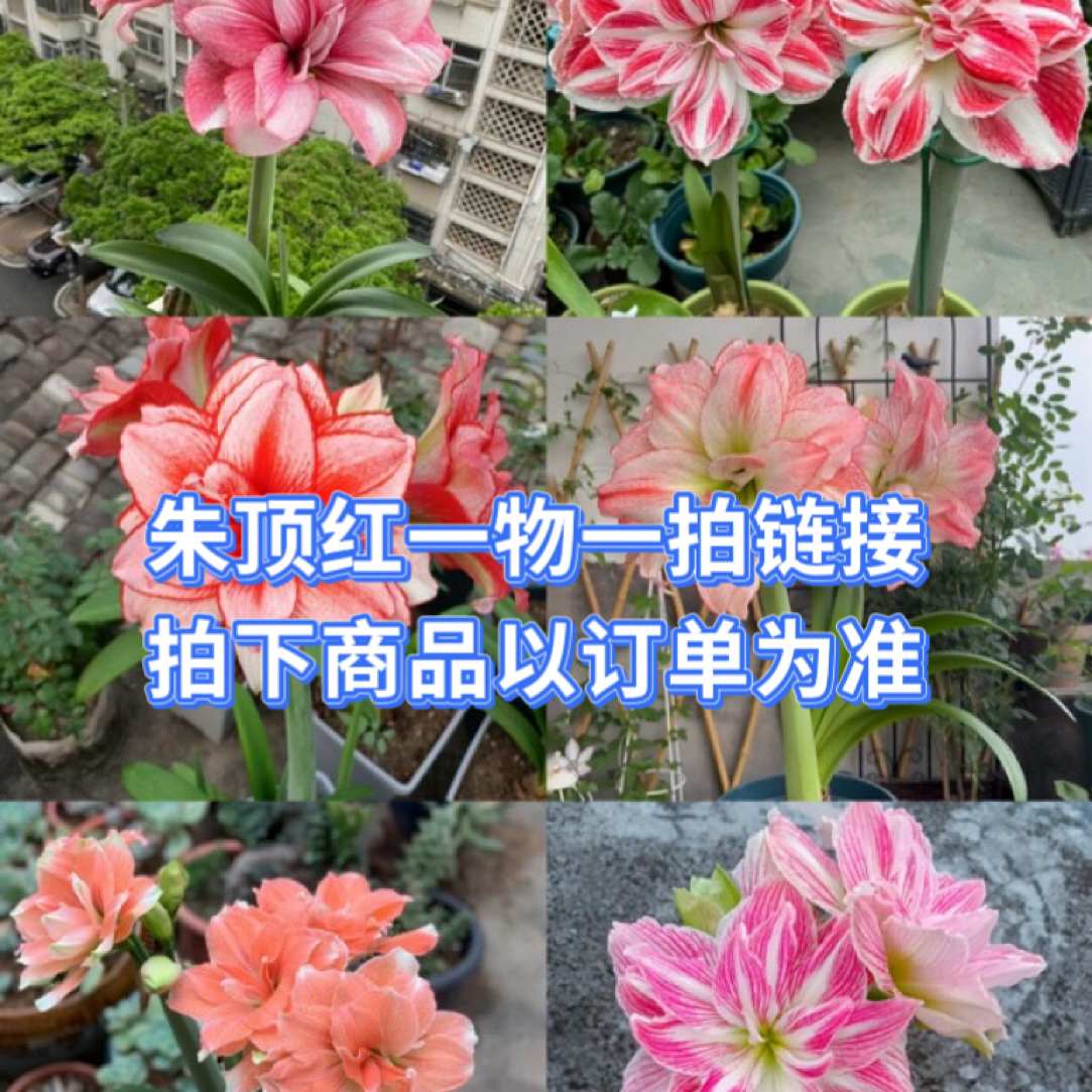 【朱顶红一物一拍】2-3厘米左右高端重瓣混乱4