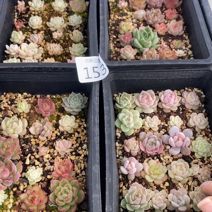 153 多肉植物盆栽花卉