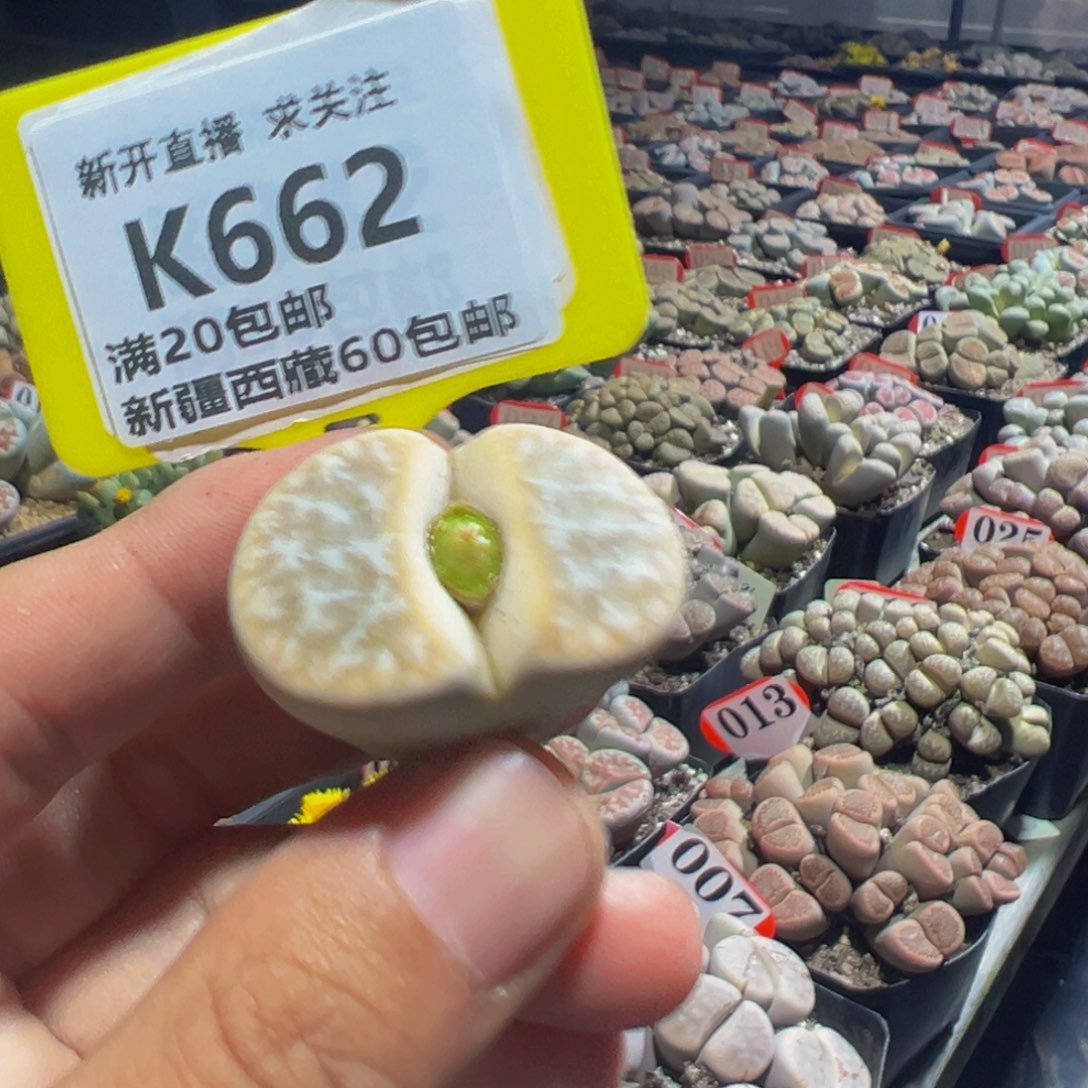 662 生石花大群生一物一拍，默认有瑕，介意勿拍
