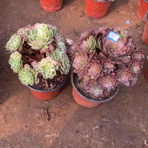 701多肉植物组合，