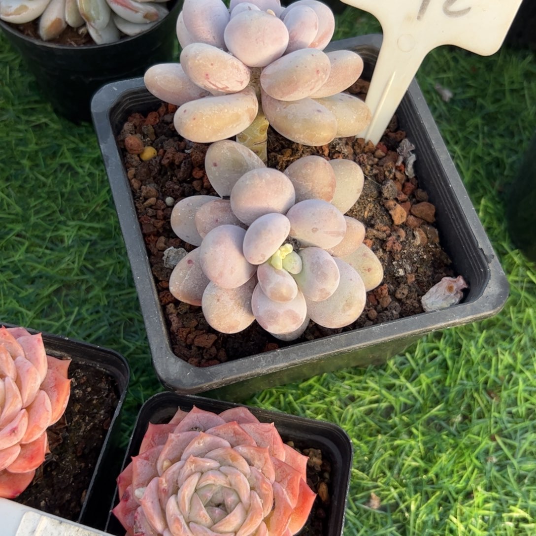 奶酪多肉植物保护研究所