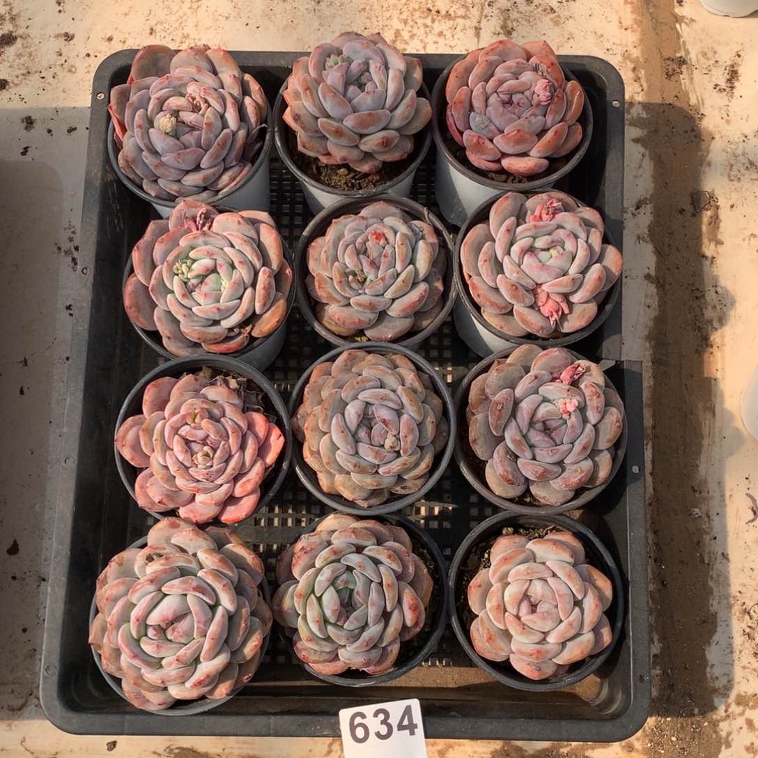 634橙子多肉植物组合