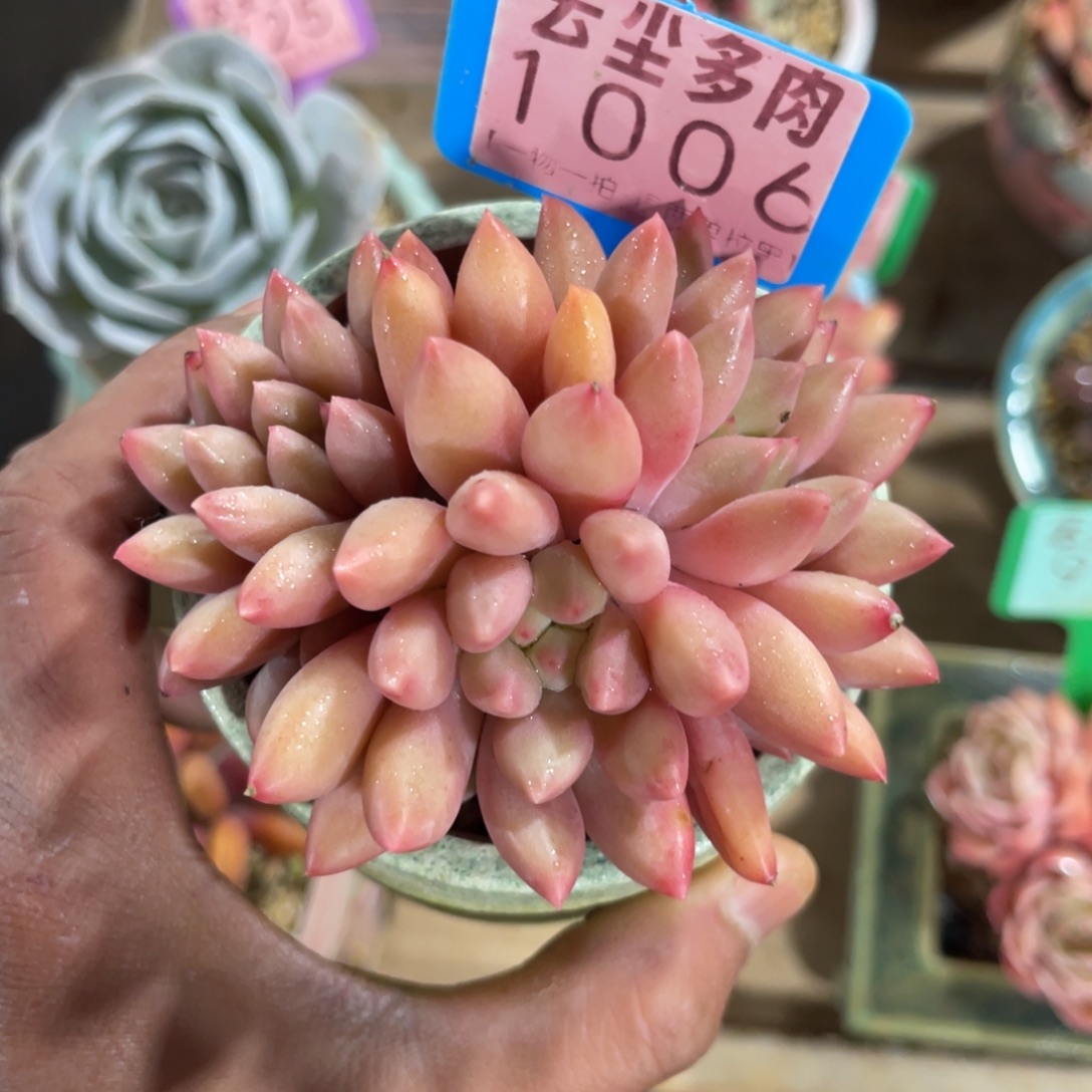云尘多肉一物一拍不含盆1006