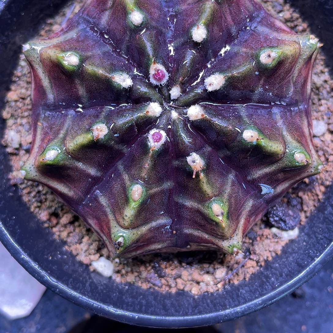 1-191米哈皮色球7.1厘米