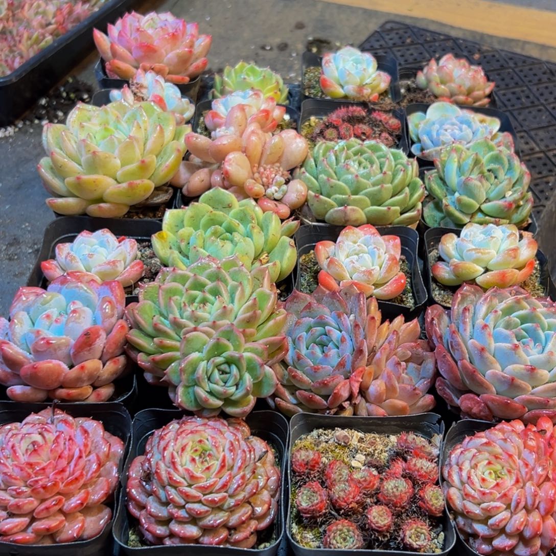 659多肉葡萄的价格是多少