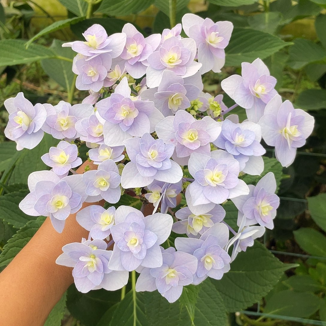 绣球切花一物一拍3枝起包邮，179