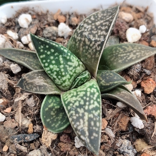 龙虎霸旋转蜗牛多肉