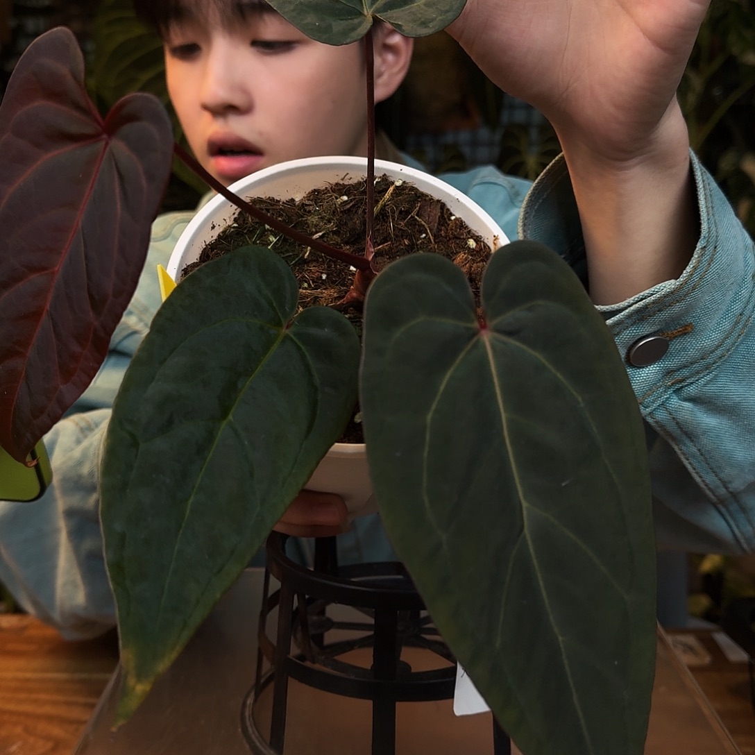 完全开放F168梅子酱杂南美戴斯