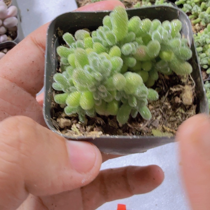 冰晶枝干王炸一颗