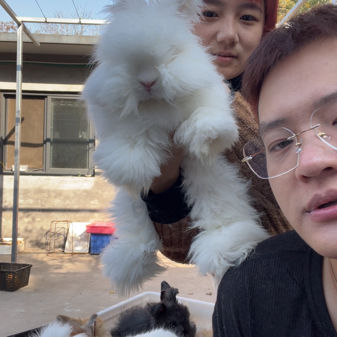旧***颜双血统英系安拉兔子