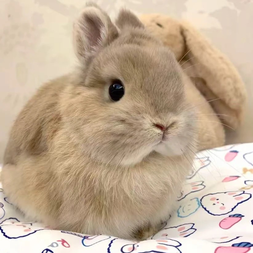 宠物兔精品侏儒兔小体