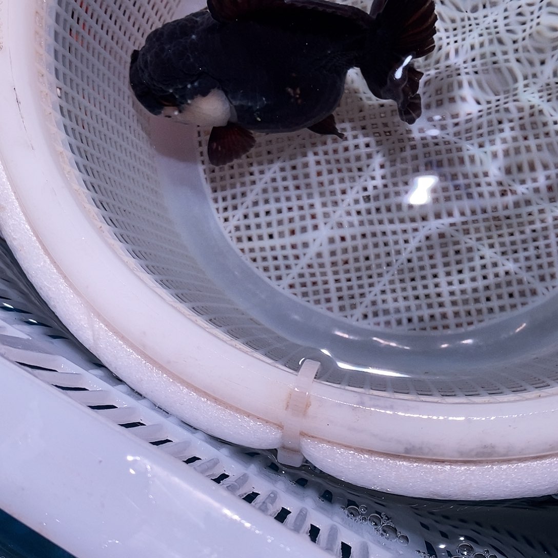 N***e海水鱼玛丽1条玛丽玛丽玛丽