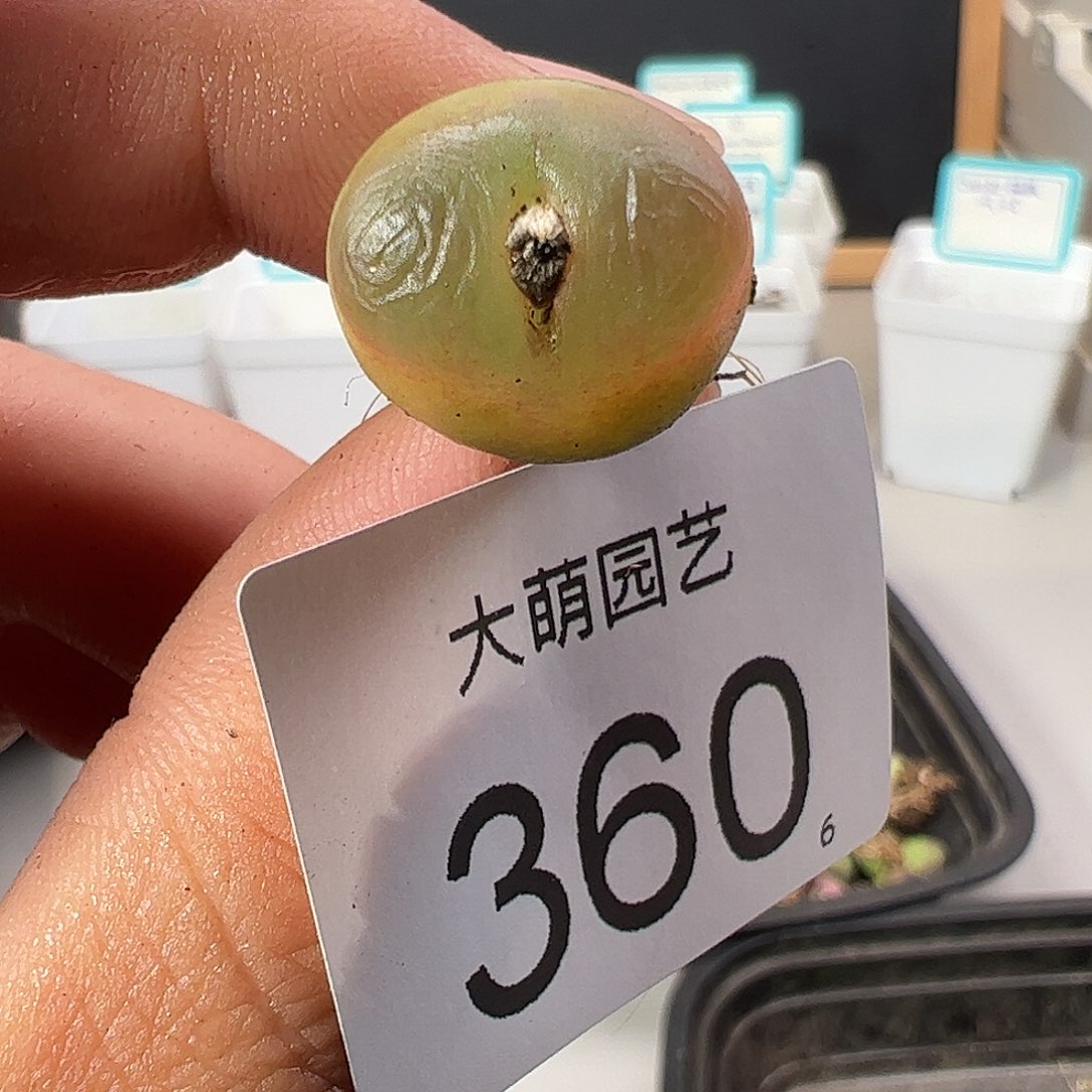 0000360 一物一拍……