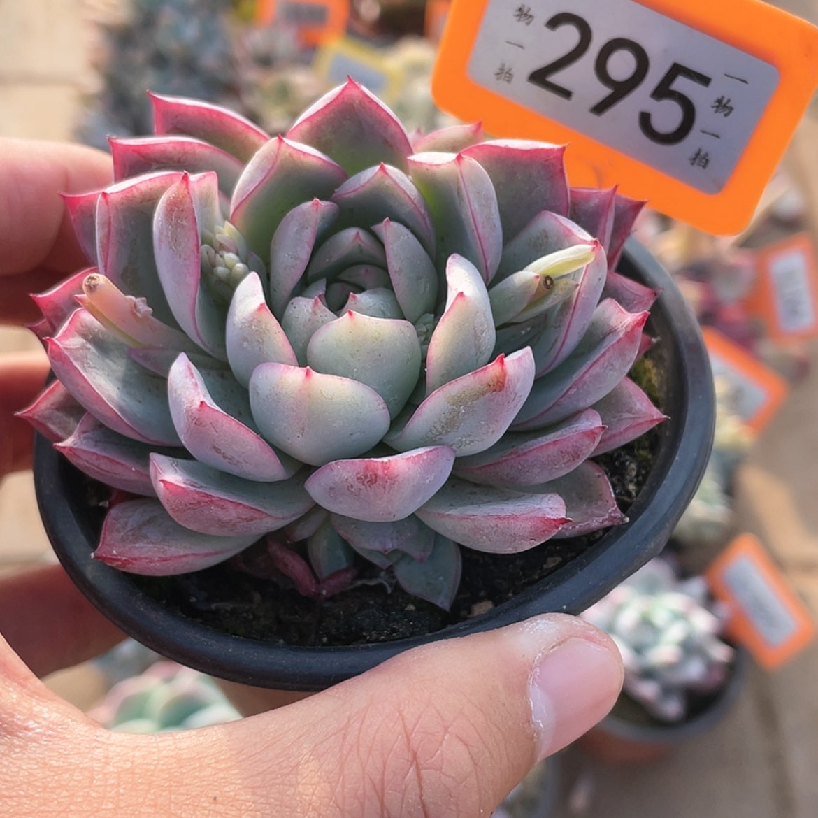 【闪购商品】295号