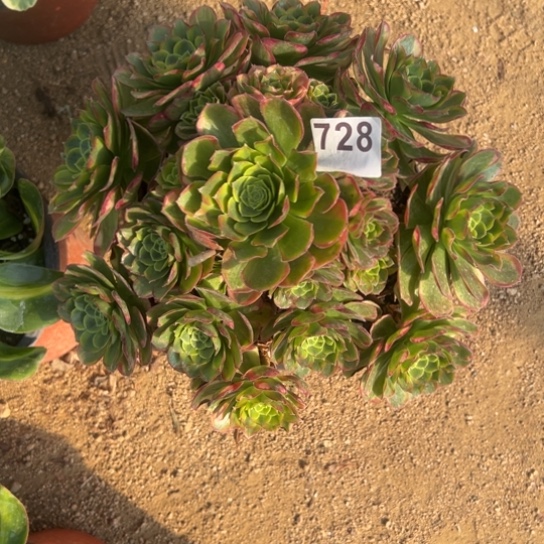 728奶白多肉植物花花