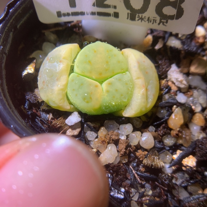zzz精品生石花1208