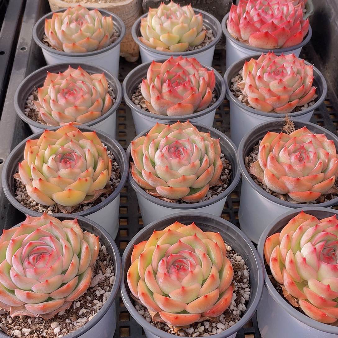 量拍39号 玫瑰花粉侧影单头一个