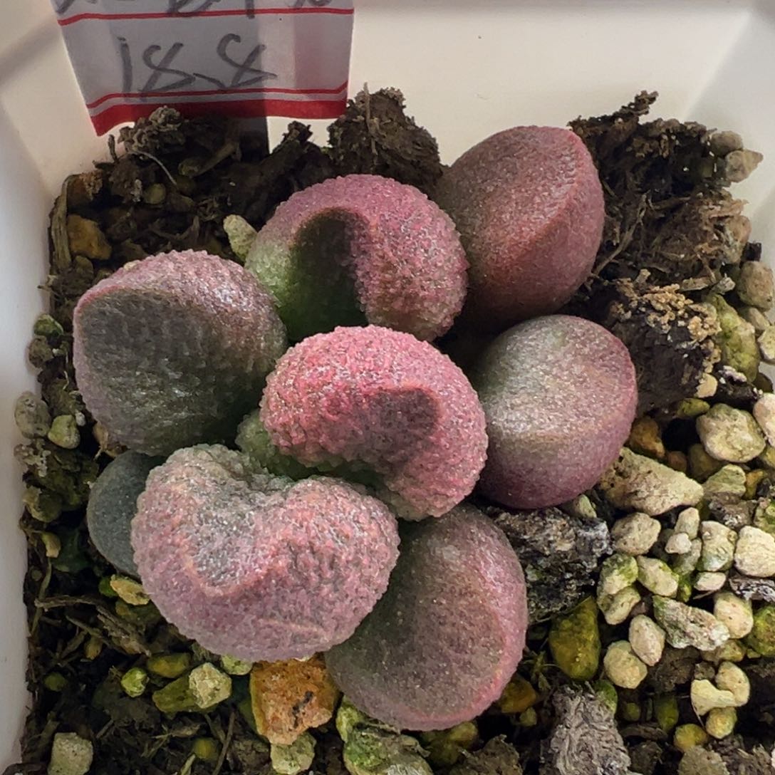 水蜜桃找庄子多肉植物