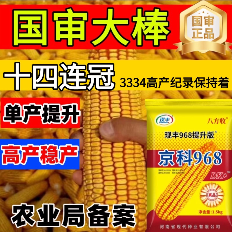 国审高产玉米种正品京科968高产稳产南北通种【群昇】
