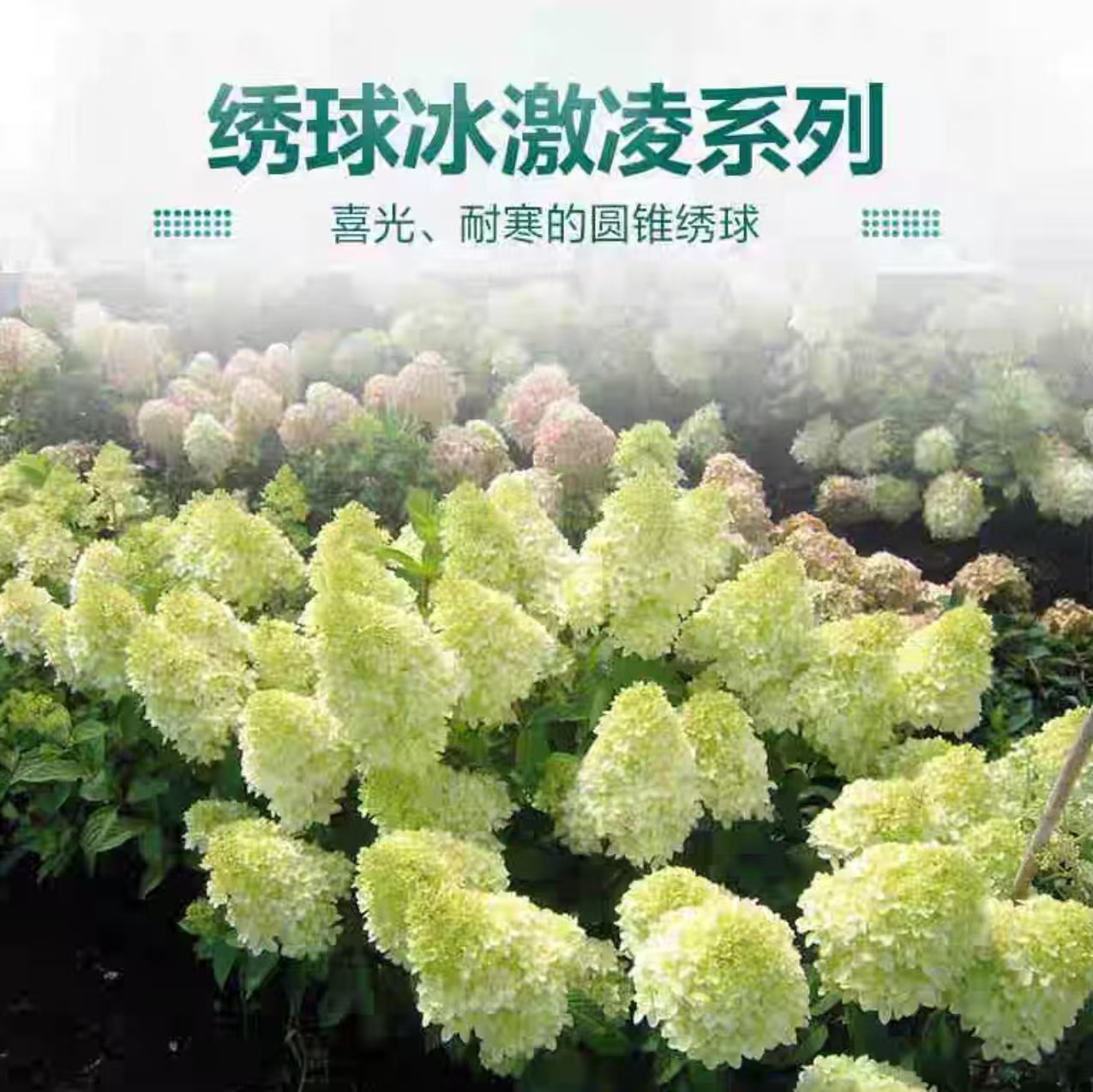 冰淇淋圆锥木绣球石灰灯盆栽品种耐热耐寒北方可越冬新手好养活