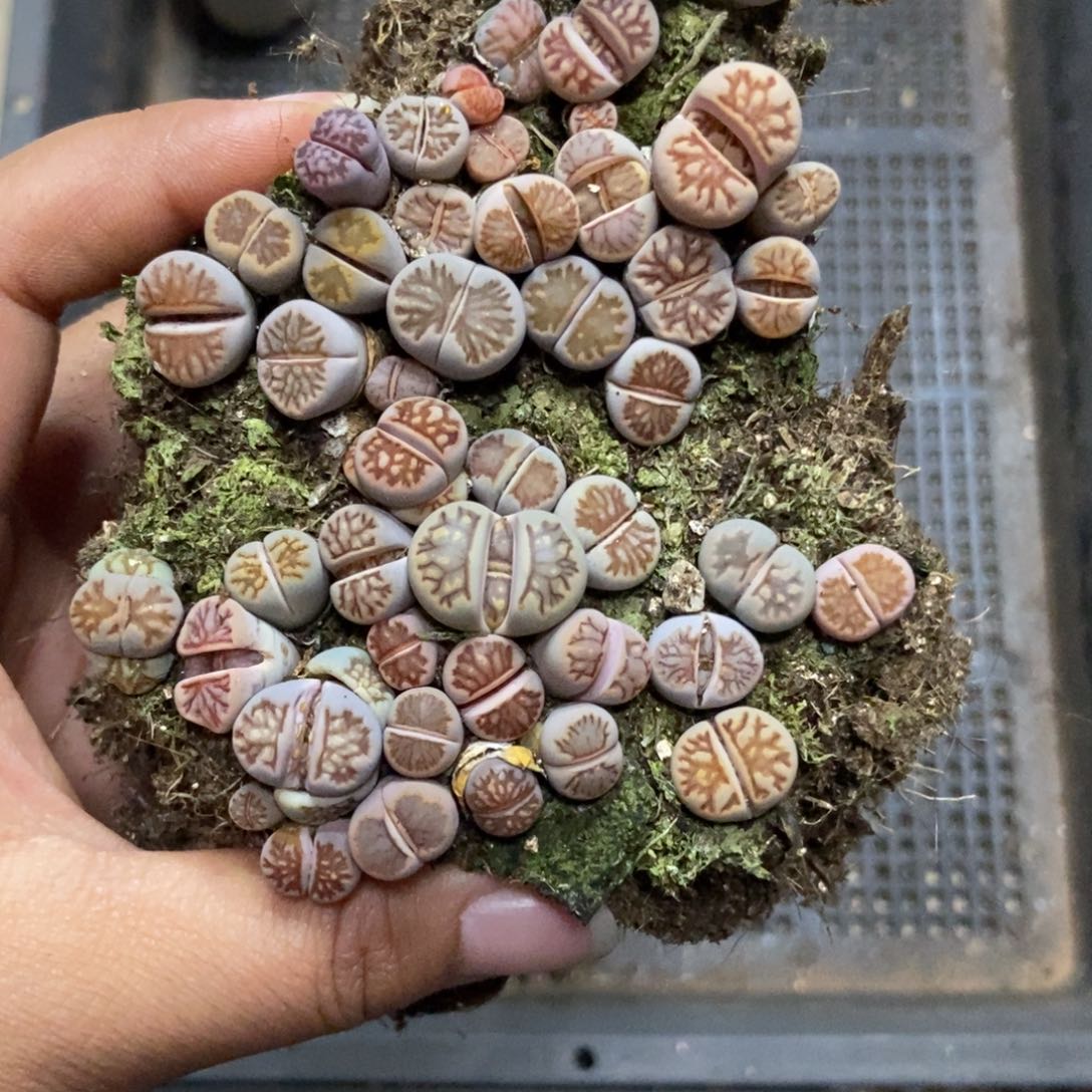 7361生石花菊切糕有疤